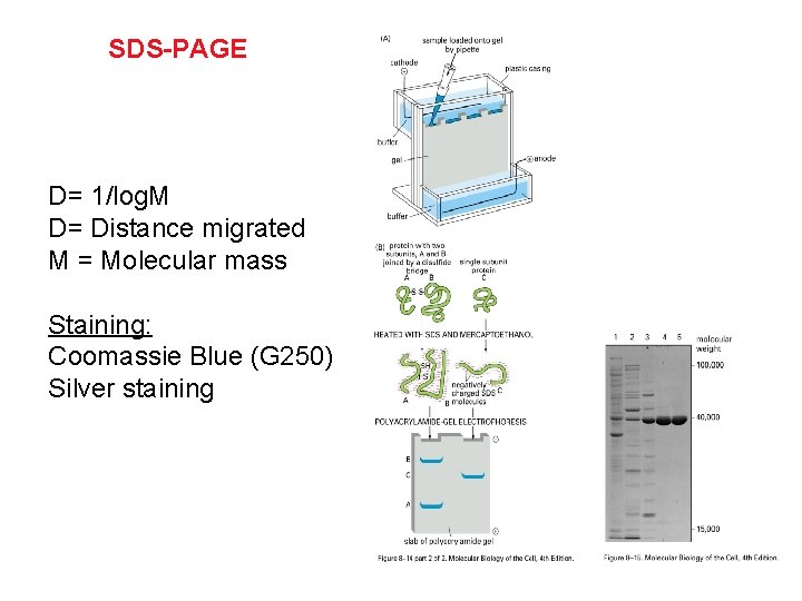 SDS-PAGE D= 1/log. M D= Distance migrated M = Molecular mass Staining: Coomassie Blue