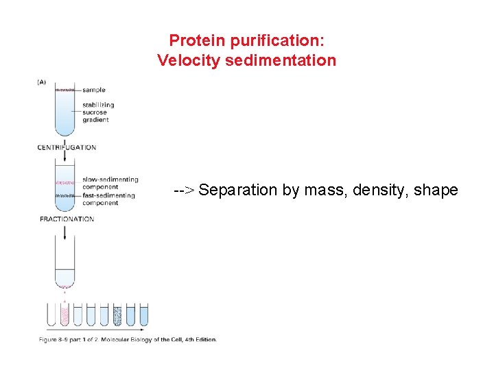 Protein purification: Velocity sedimentation --> Separation by mass, density, shape 