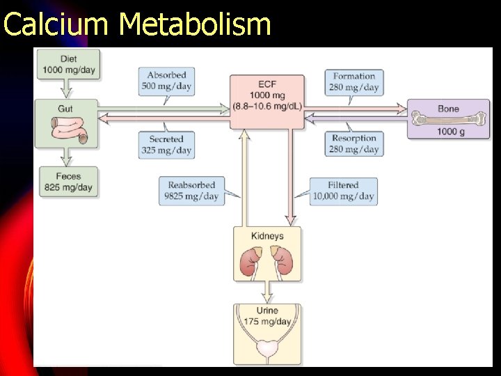 Calcium Metabolism 