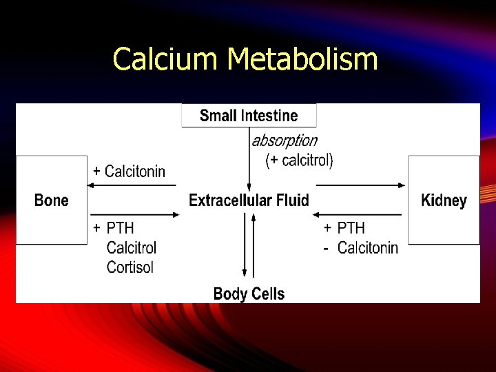 Calcium Metabolism 