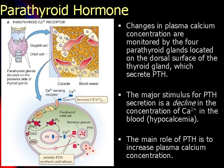 Parathyroid Hormone § Changes in plasma calcium concentration are monitored by the four parathyroid