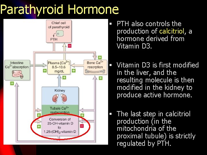Parathyroid Hormone § PTH also controls the production of calcitriol, a hormone derived from