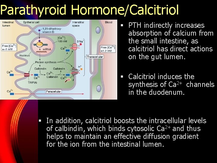 Parathyroid Hormone/Calcitriol § PTH indirectly increases absorption of calcium from the small intestine, as