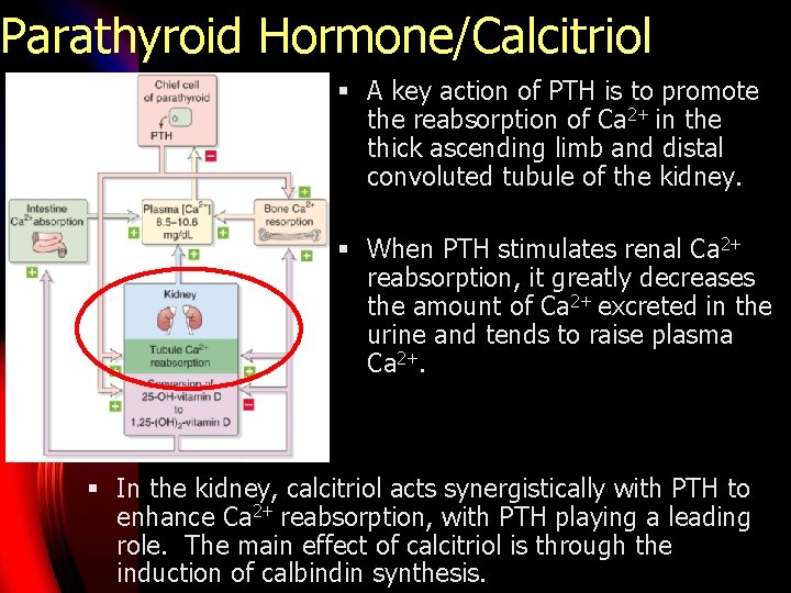 Parathyroid Hormone/Calcitriol § A key action of PTH is to promote the reabsorption of