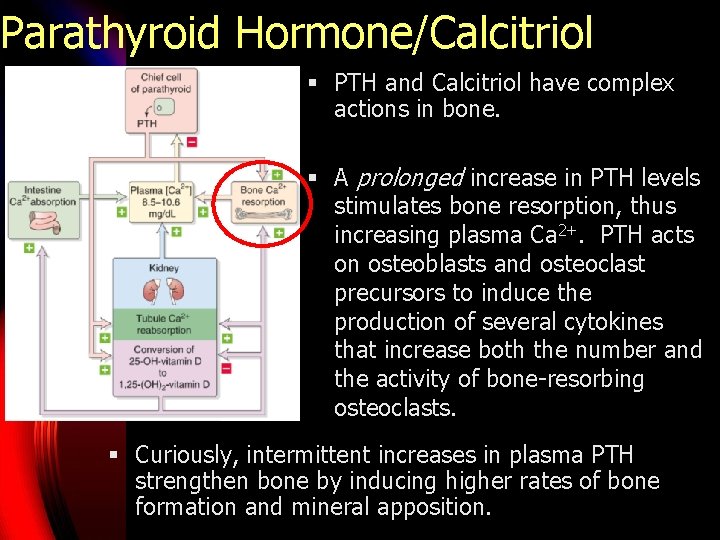 Parathyroid Hormone/Calcitriol § PTH and Calcitriol have complex actions in bone. § A prolonged