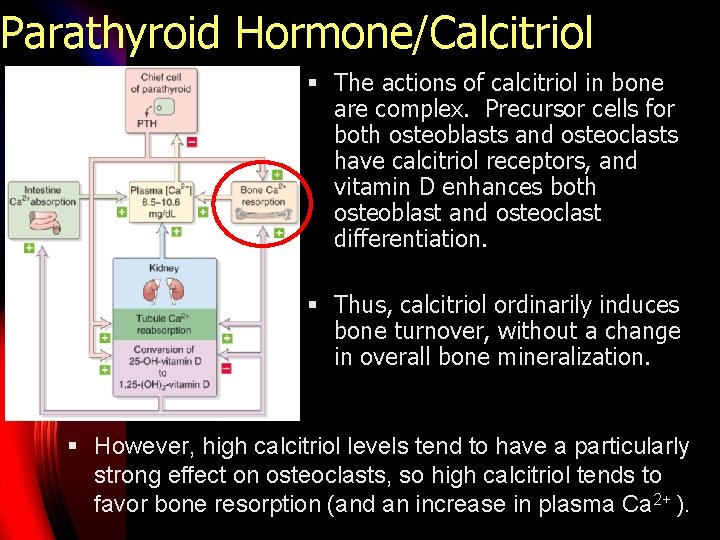 Parathyroid Hormone/Calcitriol § The actions of calcitriol in bone are complex. Precursor cells for