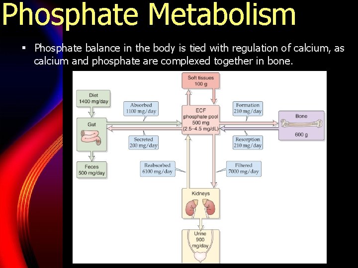 Phosphate Metabolism § Phosphate balance in the body is tied with regulation of calcium,