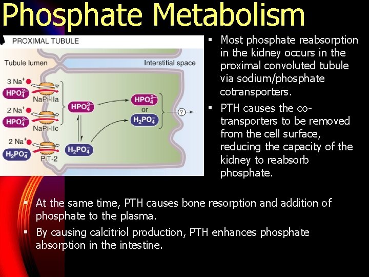 Phosphate Metabolism § Most phosphate reabsorption in the kidney occurs in the proximal convoluted