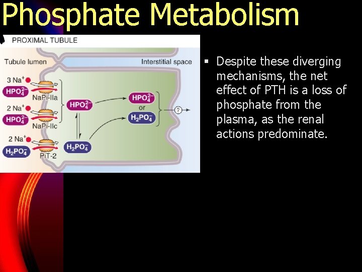 Phosphate Metabolism § Despite these diverging mechanisms, the net effect of PTH is a