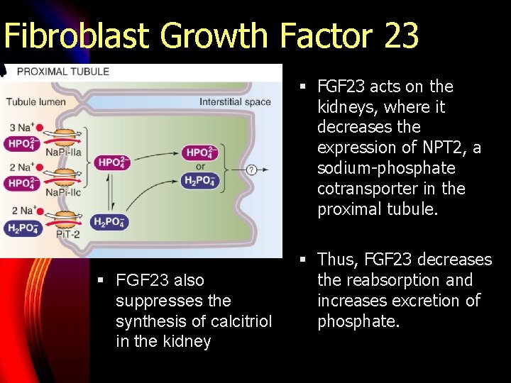 Fibroblast Growth Factor 23 § FGF 23 acts on the kidneys, where it decreases