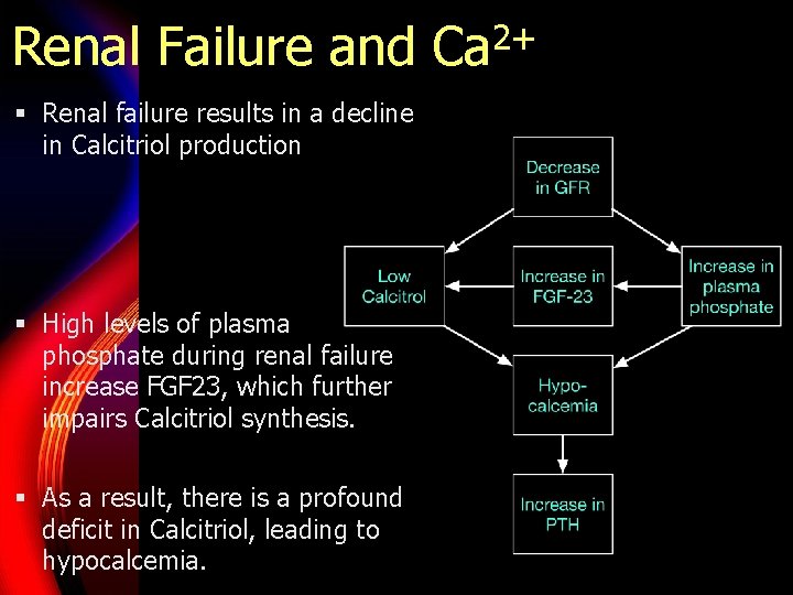 Renal Failure and Ca 2+ § Renal failure results in a decline in Calcitriol
