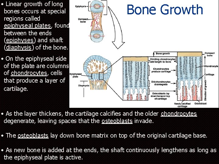  • Linear growth of long bones occurs at special regions called epiphyseal plates,