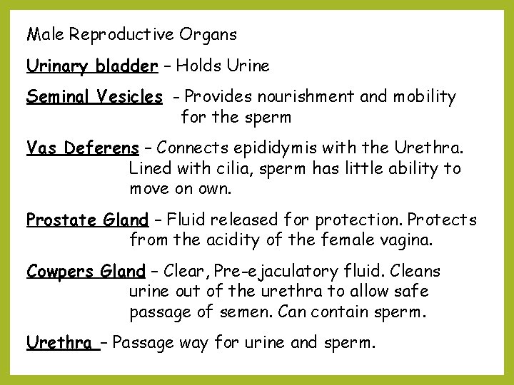 Male Reproductive Organs Urinary bladder – Holds Urine Seminal Vesicles - Provides nourishment and