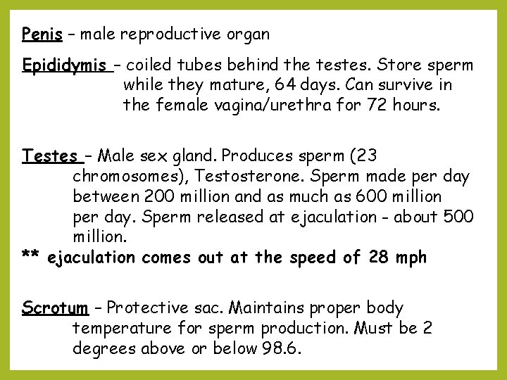 Penis – male reproductive organ Epididymis – coiled tubes behind the testes. Store sperm