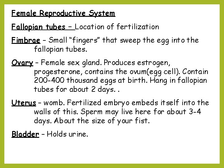 Female Reproductive System Fallopian tubes – Location of fertilization Fimbrae – Small “fingers” that