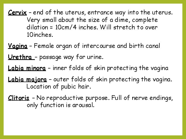 Cervix – end of the uterus, entrance way into the uterus. Very small about