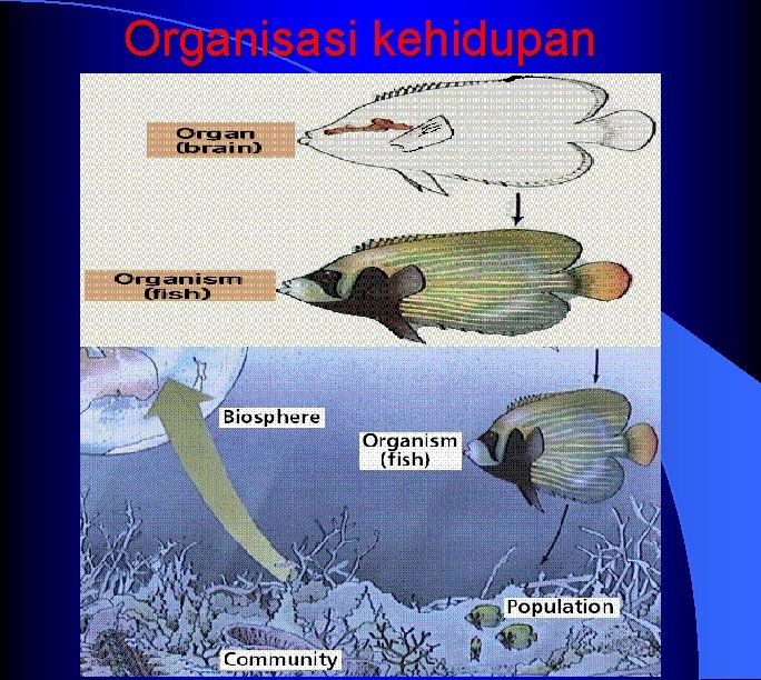 Organisasi kehidupan 