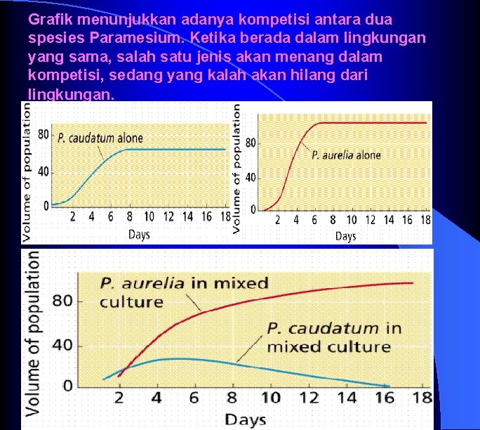 Grafik menunjukkan adanya kompetisi antara dua spesies Paramesium. Ketika berada dalam lingkungan yang sama,