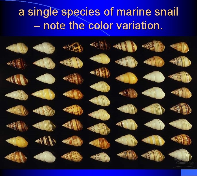 a single species of marine snail – note the color variation. 