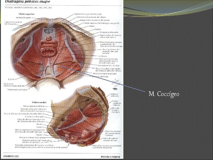 M. Coccígeo 