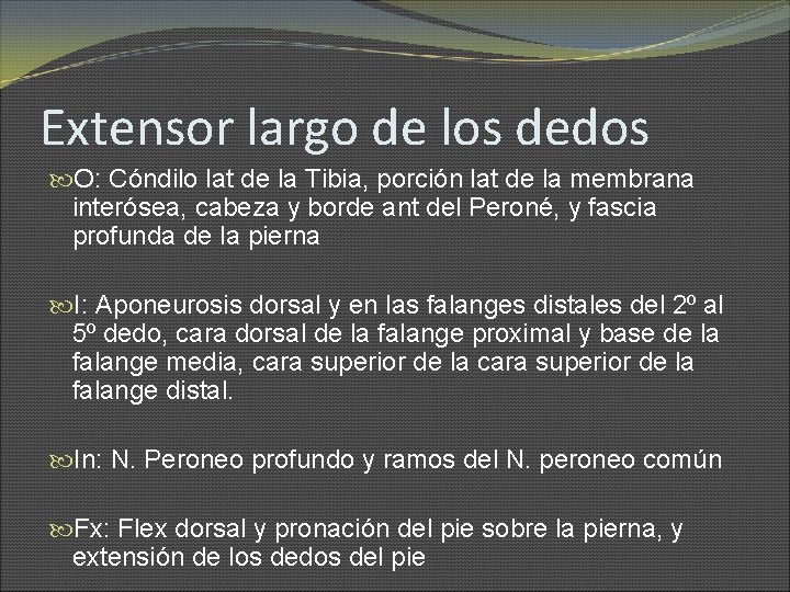 Extensor largo de los dedos O: Cóndilo lat de la Tibia, porción lat de