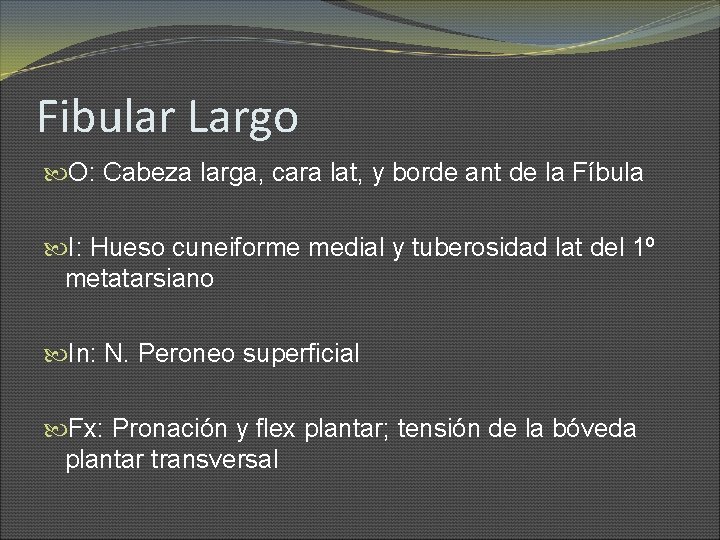 Fibular Largo O: Cabeza larga, cara lat, y borde ant de la Fíbula I: