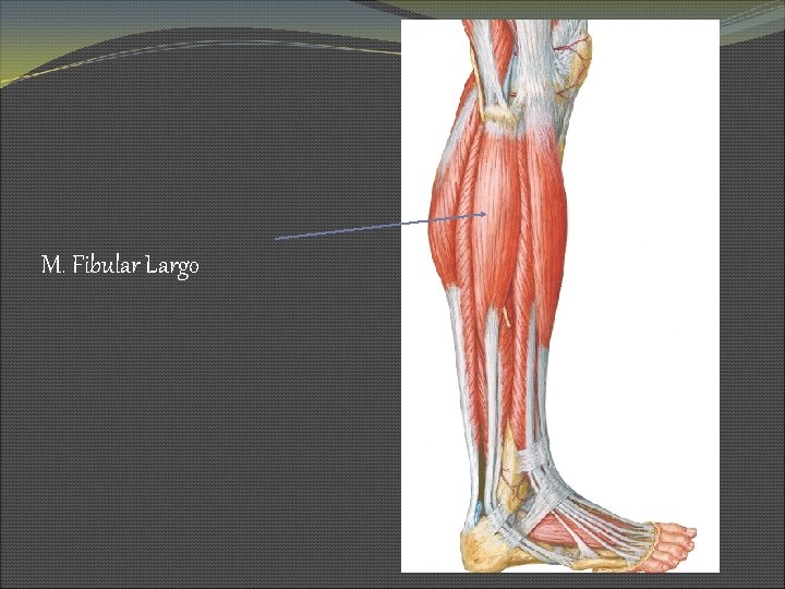 M. Fibular Largo 