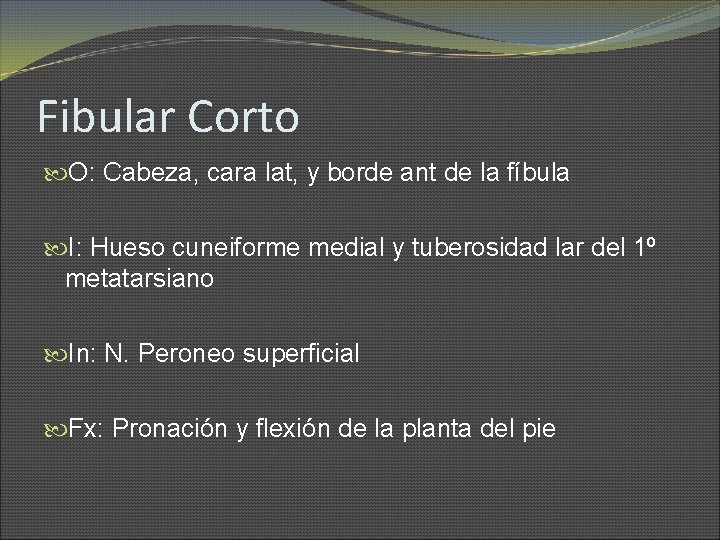 Fibular Corto O: Cabeza, cara lat, y borde ant de la fíbula I: Hueso