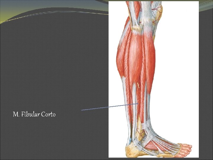 M. Fibular Corto 