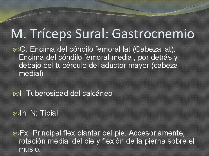 M. Tríceps Sural: Gastrocnemio O: Encima del cóndilo femoral lat (Cabeza lat). Encima del