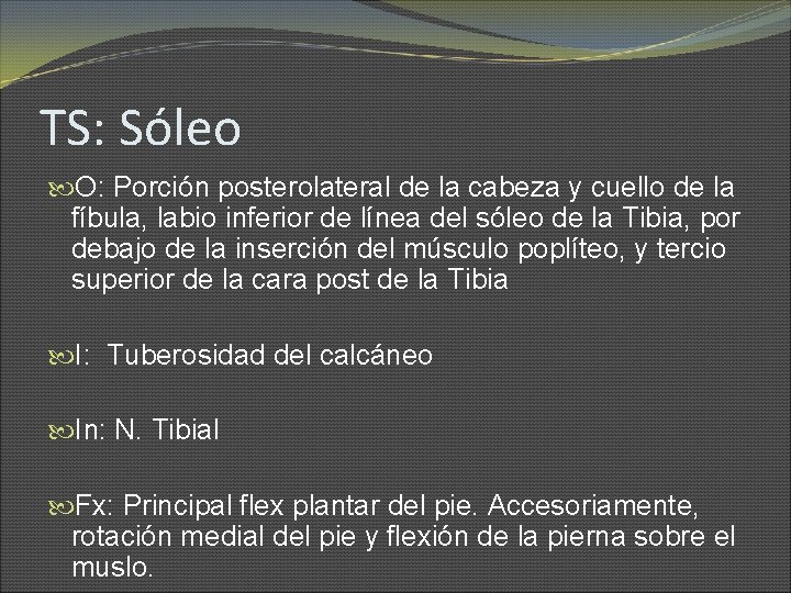 TS: Sóleo O: Porción posterolateral de la cabeza y cuello de la fíbula, labio