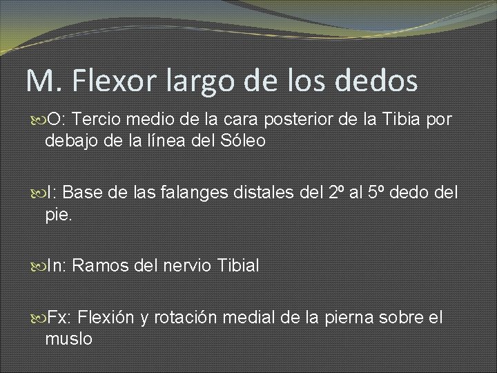 M. Flexor largo de los dedos O: Tercio medio de la cara posterior de