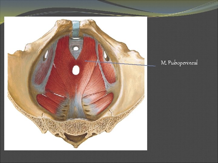M. Puboperineal 