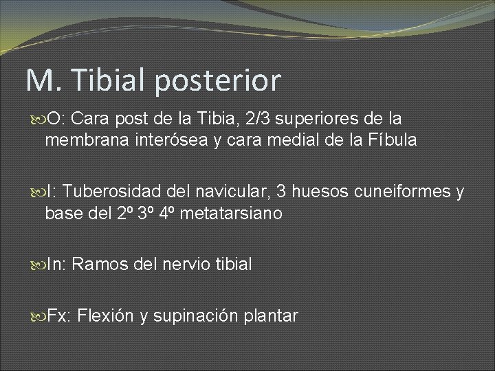 M. Tibial posterior O: Cara post de la Tibia, 2/3 superiores de la membrana