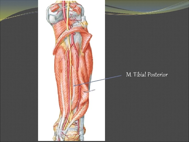 M. Tibial Posterior 