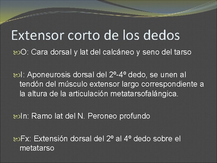 Extensor corto de los dedos O: Cara dorsal y lat del calcáneo y seno