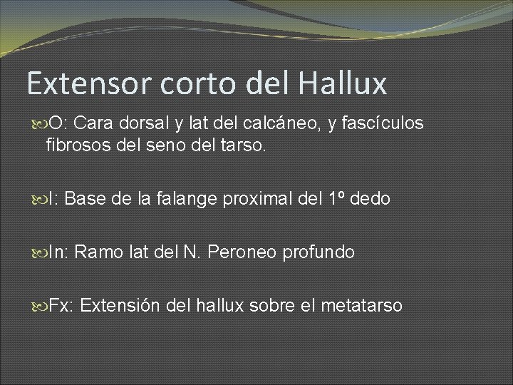 Extensor corto del Hallux O: Cara dorsal y lat del calcáneo, y fascículos fibrosos