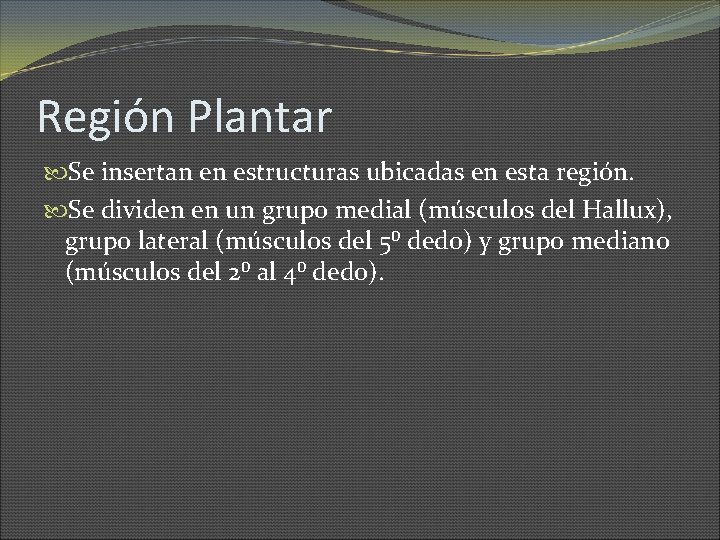 Región Plantar Se insertan en estructuras ubicadas en esta región. Se dividen en un