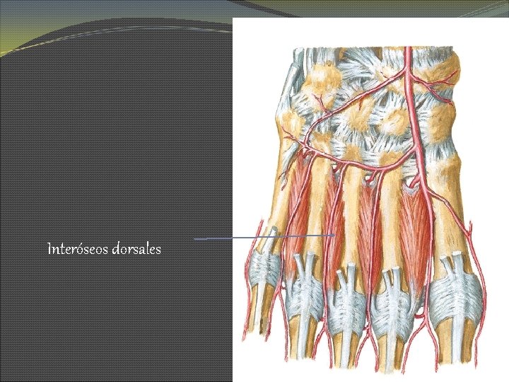 Interóseos dorsales 