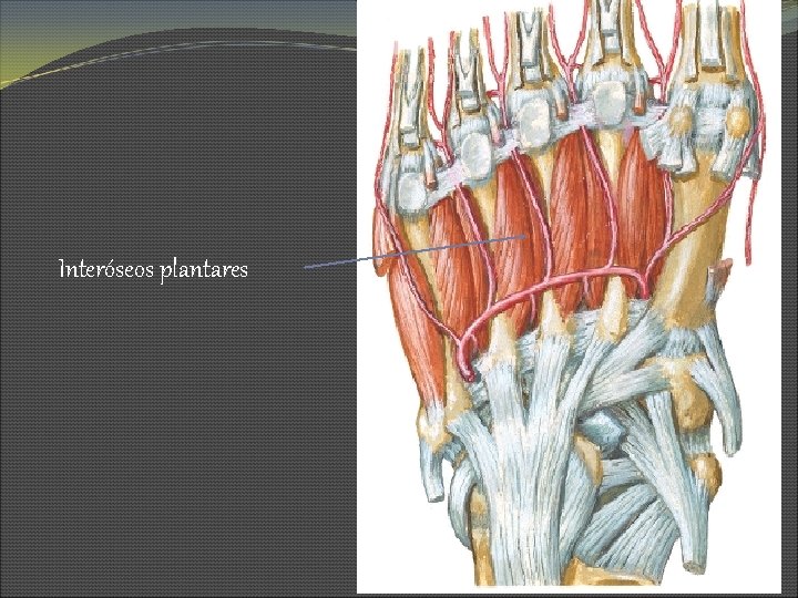 Interóseos plantares 