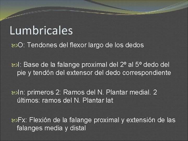 Lumbricales O: Tendones del flexor largo de los dedos I: Base de la falange