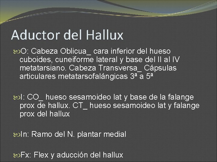 Aductor del Hallux O: Cabeza Oblicua_ cara inferior del hueso cuboides, cuneiforme lateral y