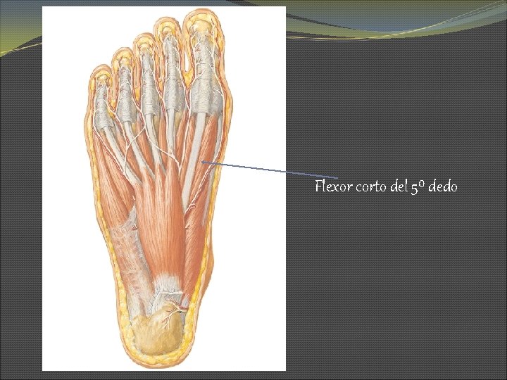 Flexor corto del 5⁰ dedo 