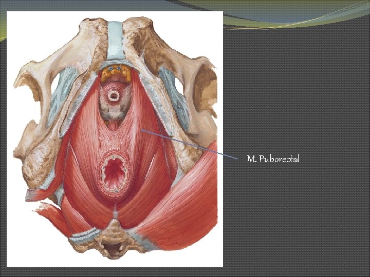 M. Puborectal 