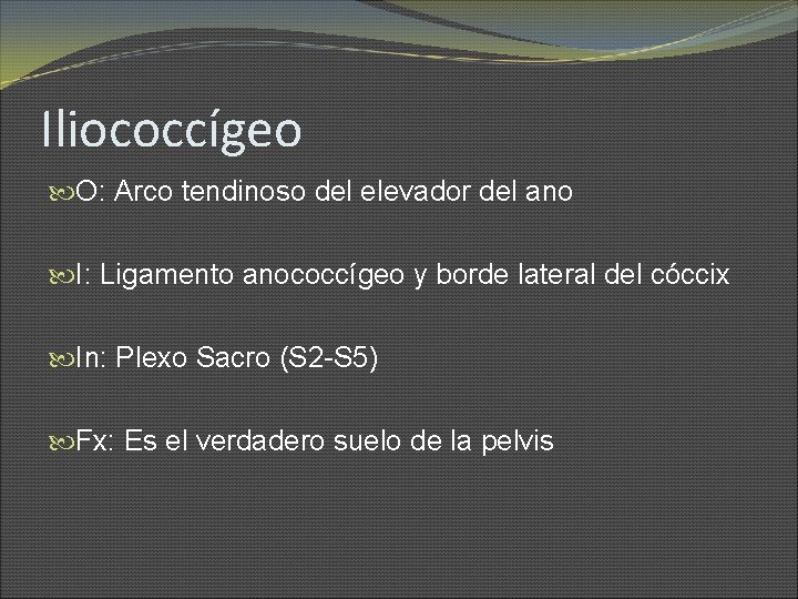 Iliococcígeo O: Arco tendinoso del elevador del ano I: Ligamento anococcígeo y borde lateral
