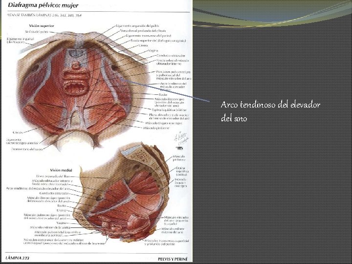 Arco tendinoso del elevador del ano 