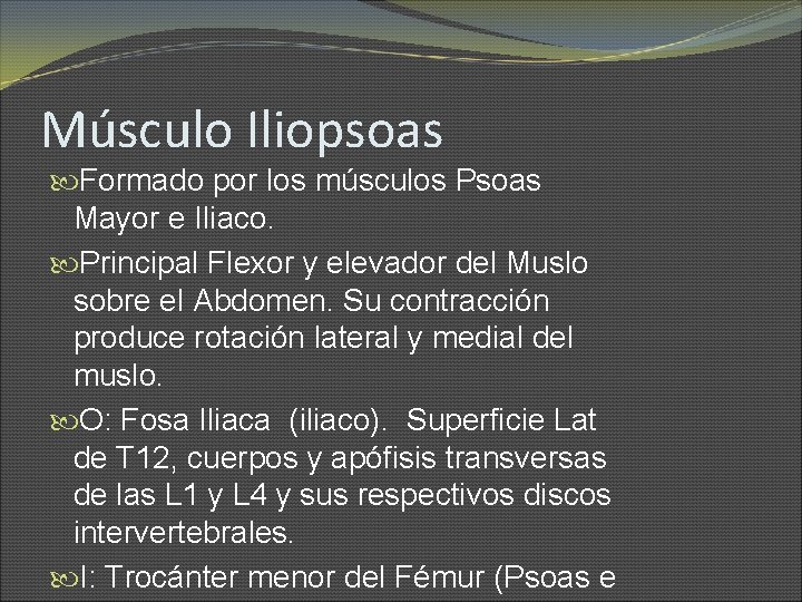 Músculo Iliopsoas Formado por los músculos Psoas Mayor e Iliaco. Principal Flexor y elevador