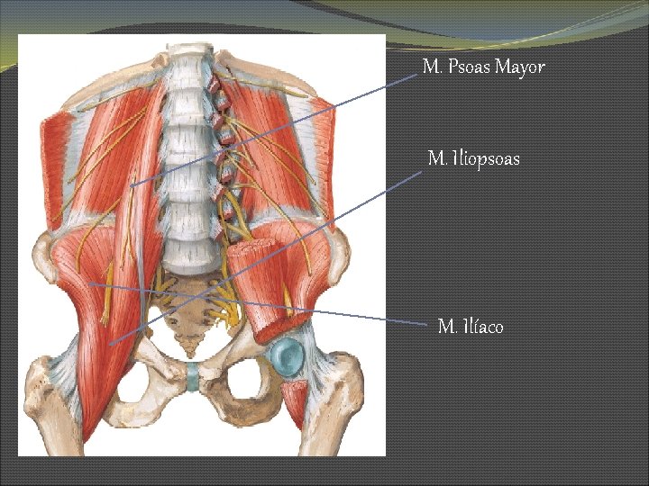 M. Psoas Mayor M. Iliopsoas M. Ilíaco 