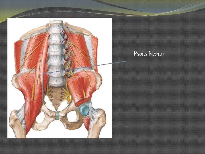 Psoas Menor 