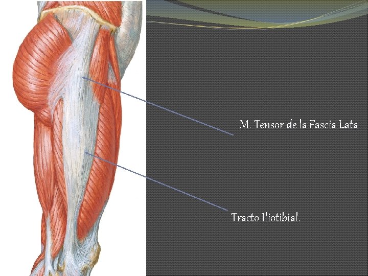M. Tensor de la Fascia Lata Tracto Iliotibial. 